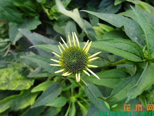 松果菊