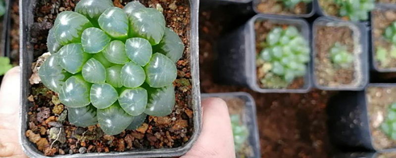 多肉小盆栽植物多久浇水一次