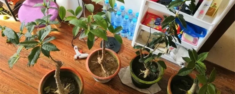 桂花树的养殖方法和注意事项
