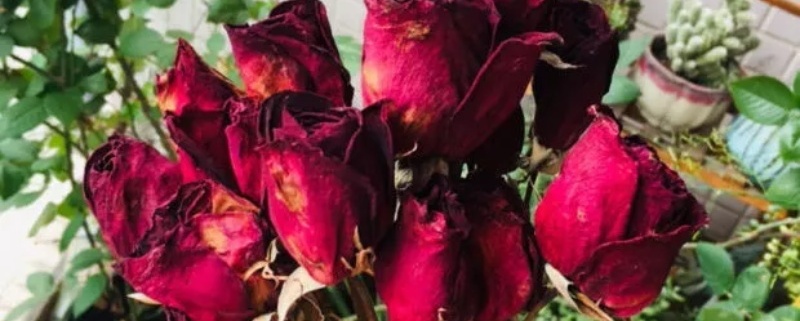 玫瑰花怎么做成干花，干花怎样不变黑