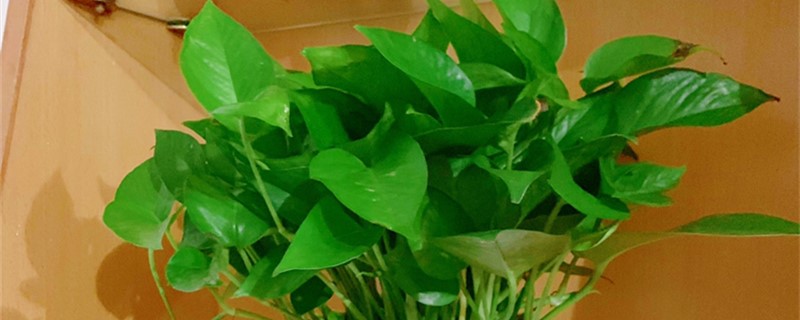 怎样杀死绿萝里的飞虫
