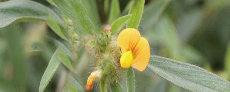 柱花草种子种植方法