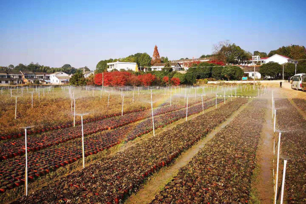 苗木基地实拍