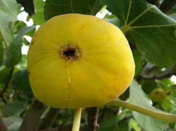新疆无花果