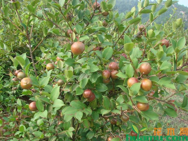 油茶苗价格.jpg