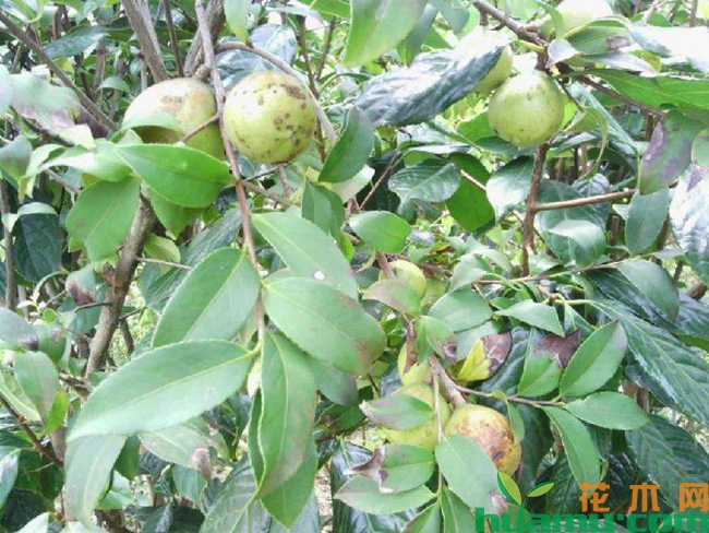 油茶树苗.jpg