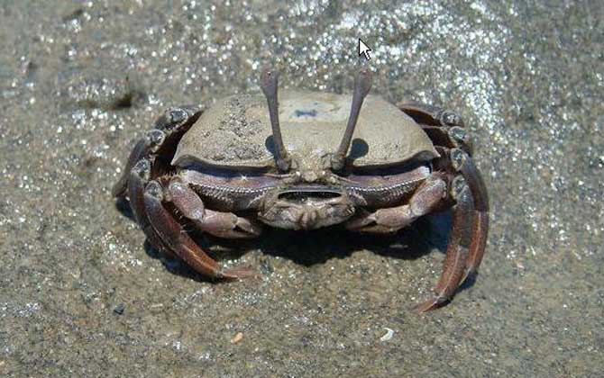 沙蟹