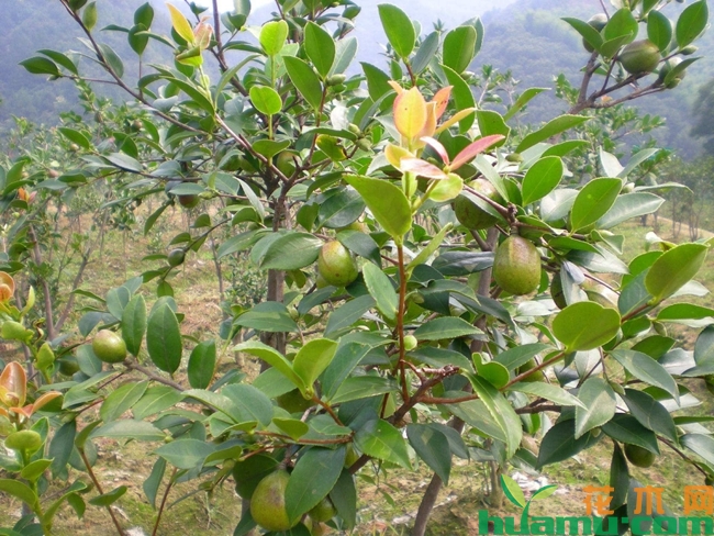 油茶树种植方法.jpg