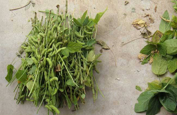 黑豆价格不低，种植却越来越少，原因是什么？