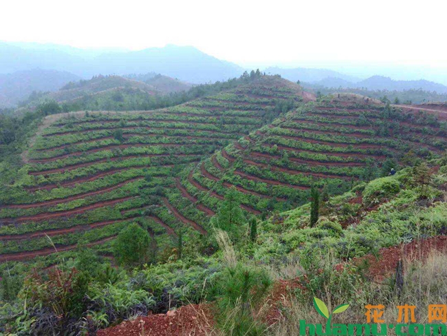 油茶种植基地.jpg