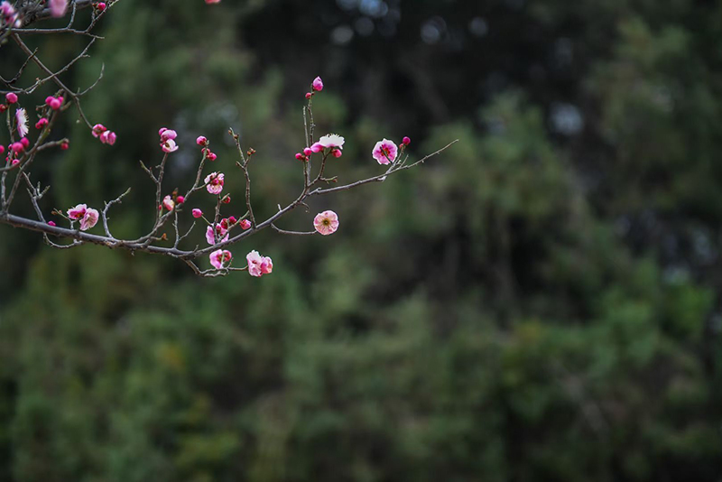 一枝梅花