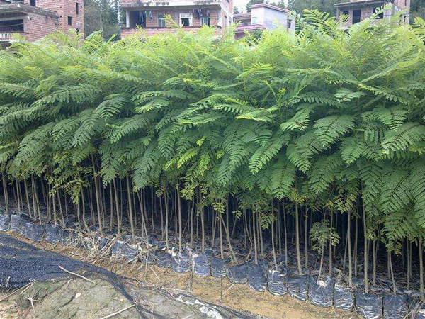 蓝花楹树苗价格行情，2019年最新蓝花楹苗基地批发报价