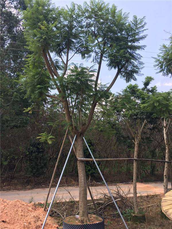 蓝花楹树苗