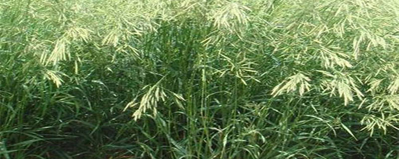 无芒雀麦播种种子须要泡籽吗 无芒雀麦播种种子须要泡籽吗