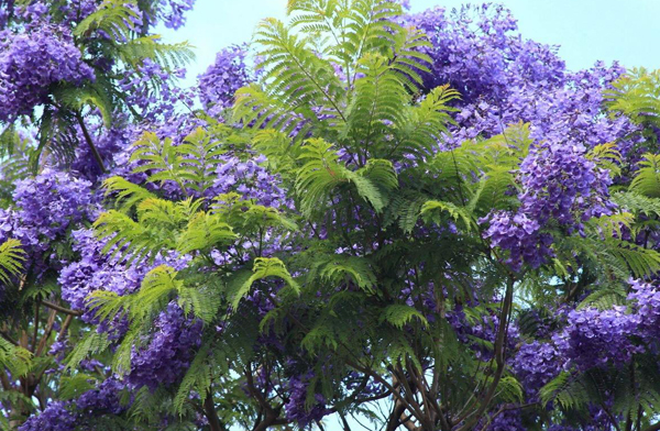 蓝花楹