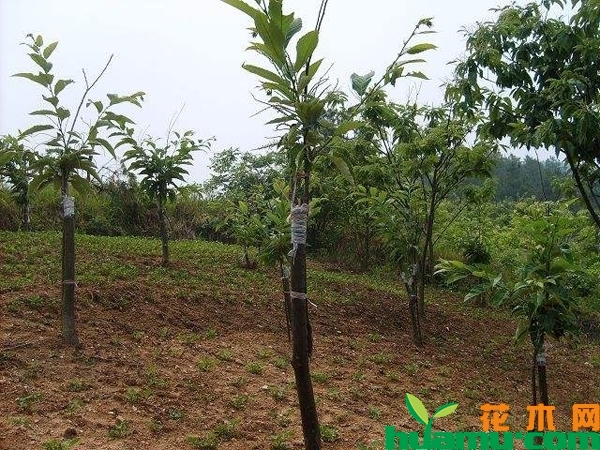 板栗树苗