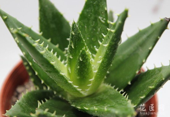 芦荟的四季养护方法