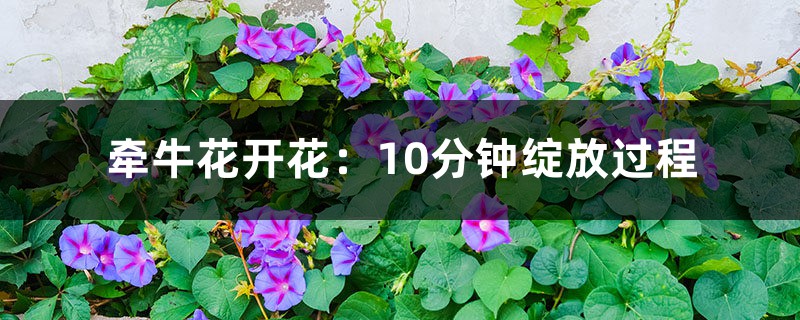 牵牛花开花：10分钟绽放过程