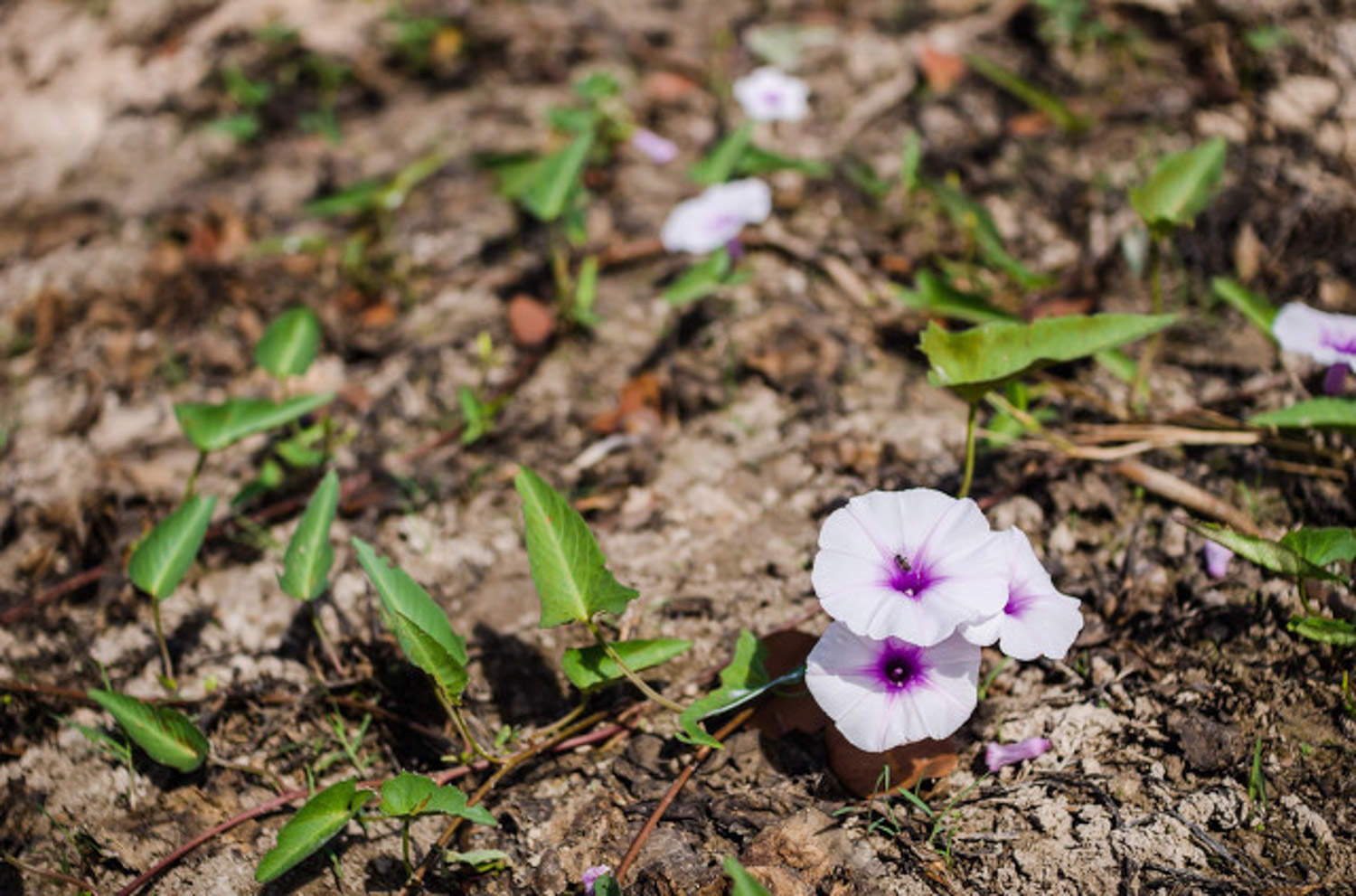 牵牛花