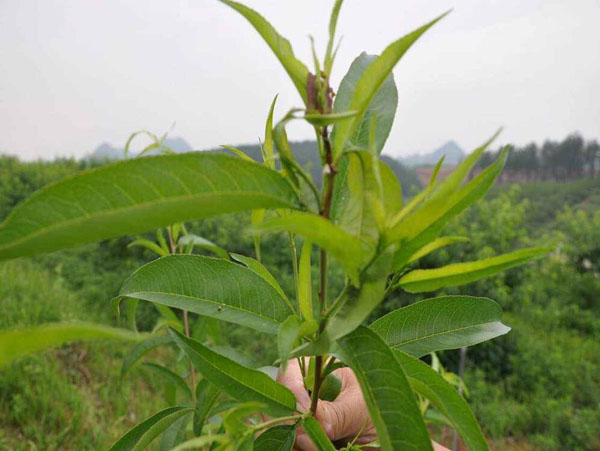 桃树苗价格行情，2019年最新桃树苗基地批发报价