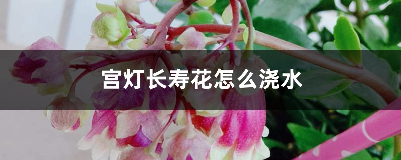 宫灯长寿花怎么浇水