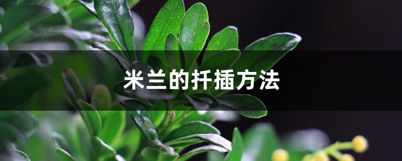 米兰的扦插方法