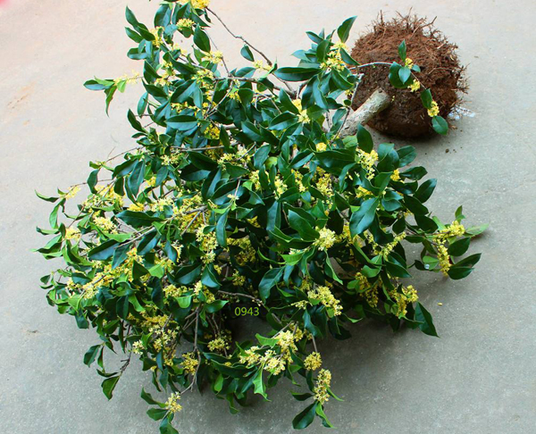 桂花树