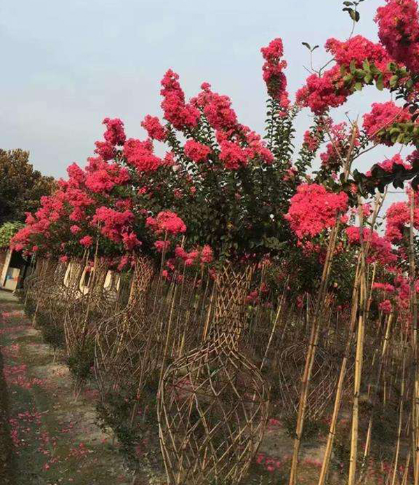 紫薇树