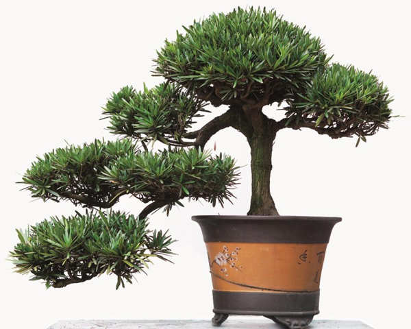 罗汉松苗