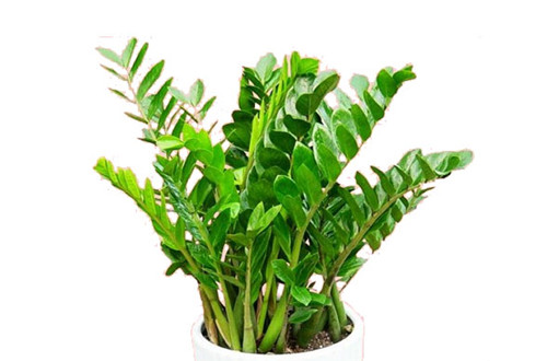 src=http___www.hnhhzb.com_uploadfiles_huahuizubai_jinqianshu6.jpg&refer=http___www.hnhhzb_副本.jpg