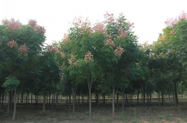 栾树小苗价格行情，2019年最新栾树小苗基地批发报价