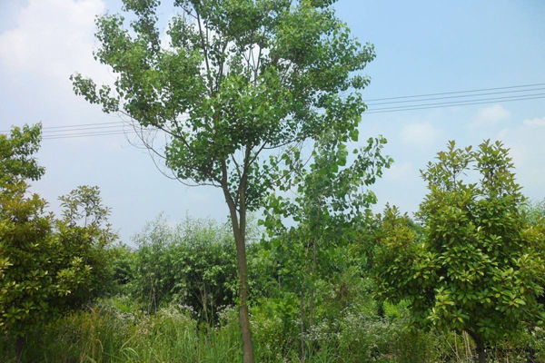 乌桕树苗价格行情，2019年最新乌桕苗基地批发报价