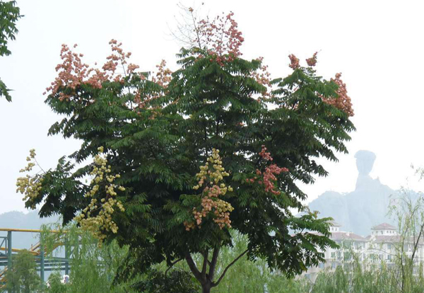 栾树