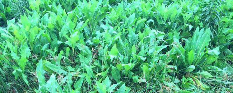 苦荬菜一年割几次 苦荬菜一年割几次