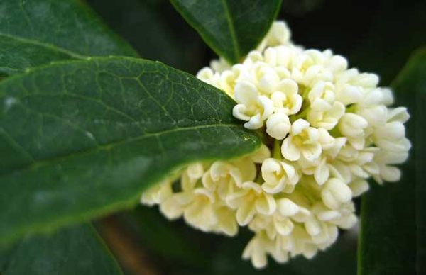 四季桂花树