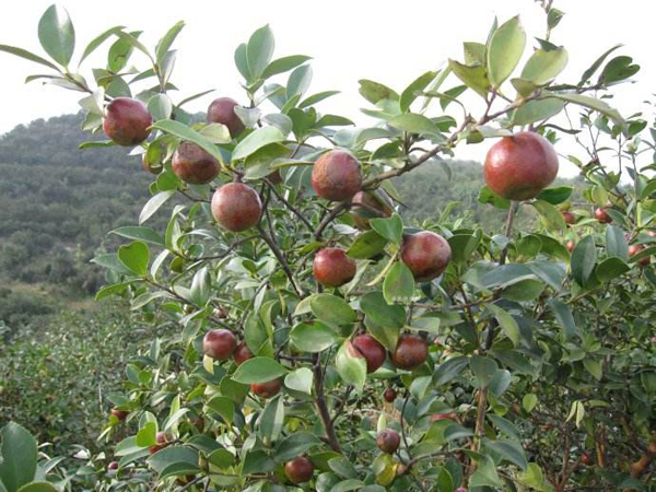 油茶树苗价格行情，2019年最新油茶苗基地批发报价