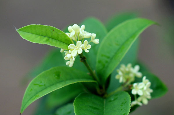 桂花树苗价格行情，2019年最新桂花苗基地批发报价