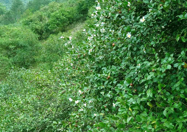 油茶树