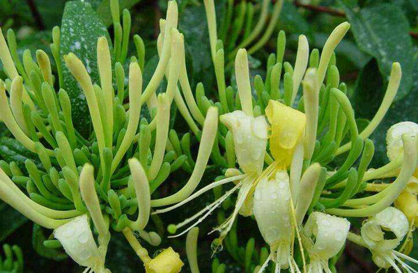 金银花树苗价格行情，2019年最新金银花苗基地批发报价