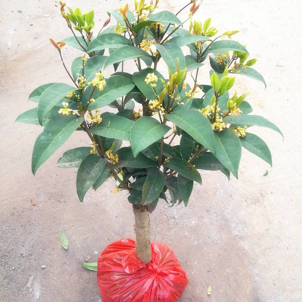 桂花苗