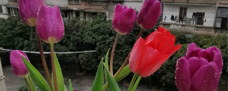 郁金香种子种植方法，种子怎么培养