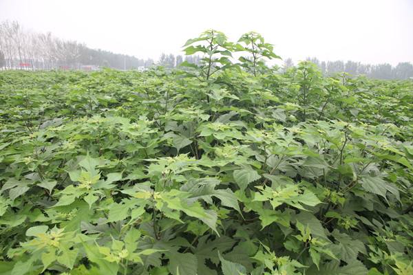 构树苗价格行情，2019年最新构苗基地批发报价
