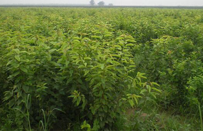 美早樱桃苗价格一棵多少钱?种植前景怎么样？