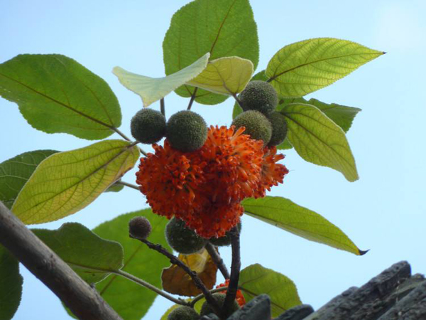 构树