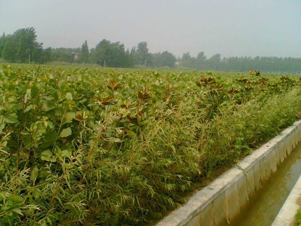 杨树