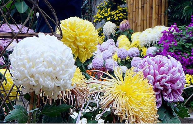 日本菊花4.jpg