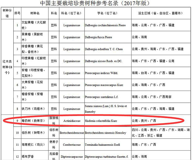 说说2017年珍贵行道树种肋果茶