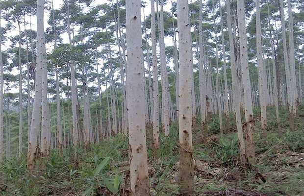 种植桉树利大于弊，绝对是“摇钱树”！