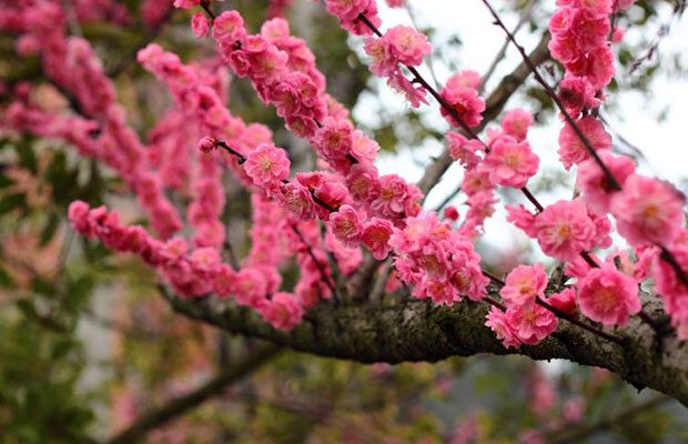 梅花价格涨跌太快？全国梅花市场一探究竟