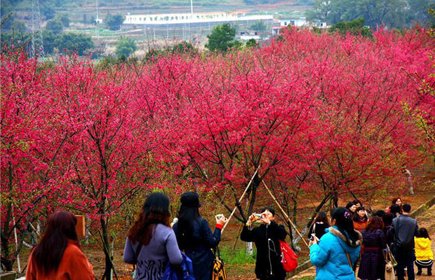 中国樱花.jpg